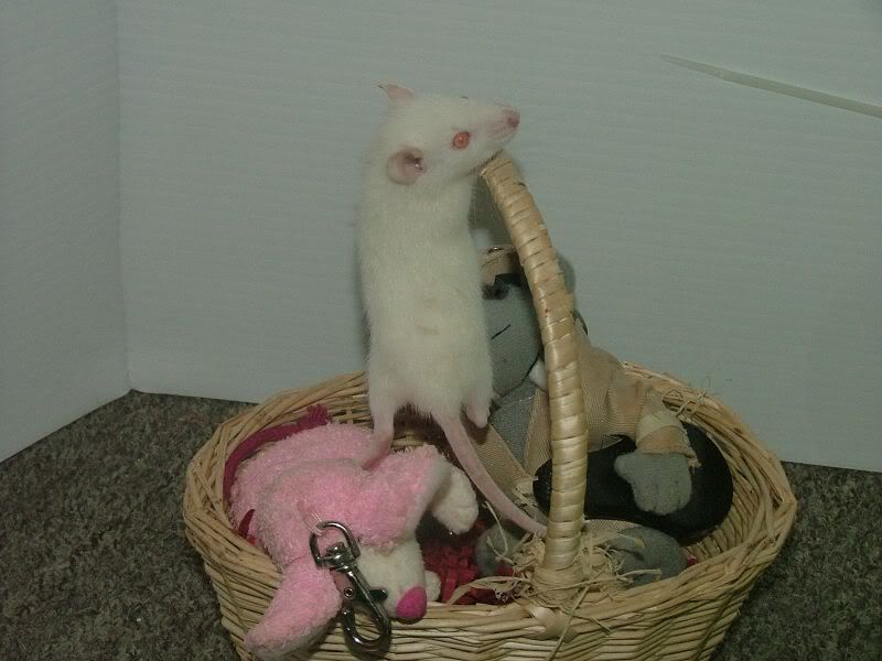 Video of rat growing from birth to 8 weeks old?